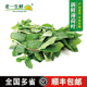老一生鲜 莫吉托调酒食用 新鲜留兰香薄荷叶 包邮 薄荷 顺丰