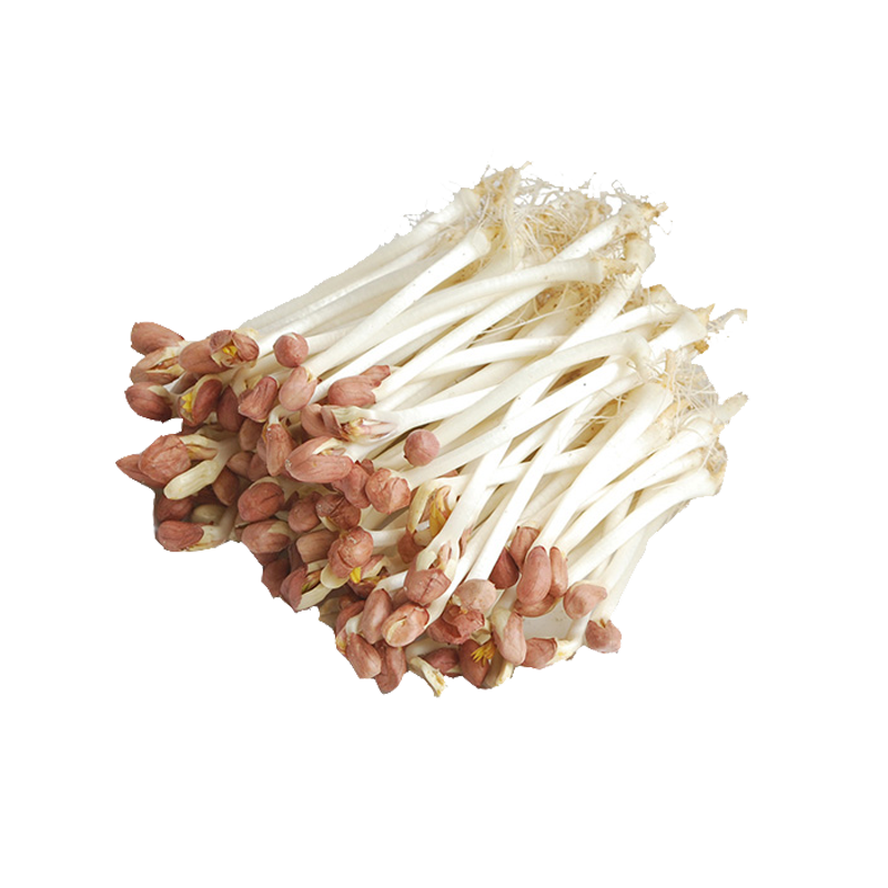 老一生鲜新鲜花生芽花生苗蔬菜