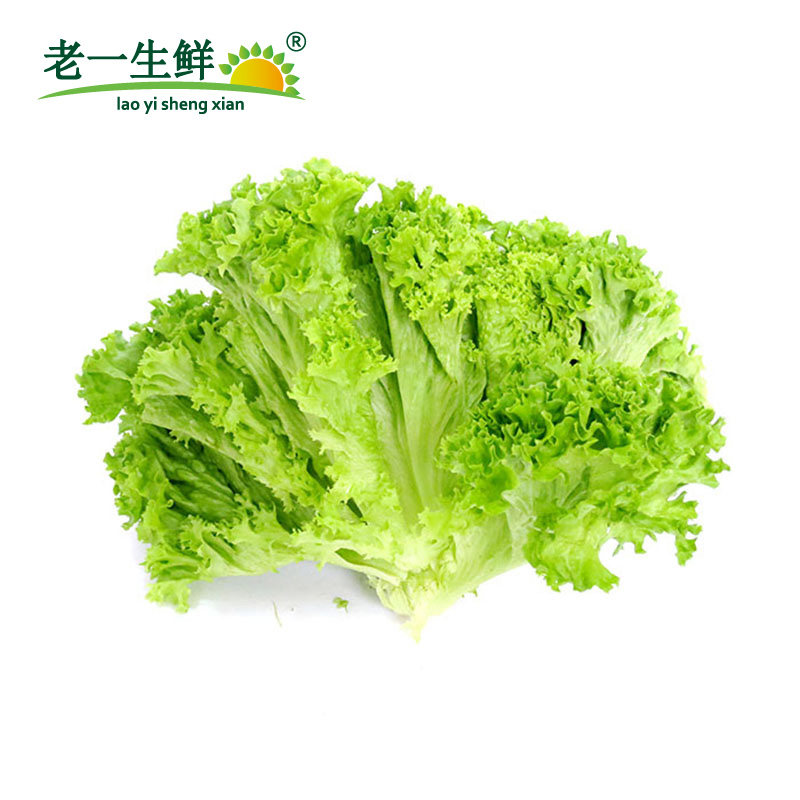 新鲜花叶生菜绿罗莎沙拉菜散叶