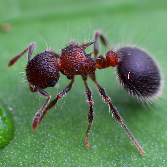 Двухцветный щитогрудый муравей-листорез meranoplus bicolor pet ant live