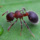 Двухцветный щитогрудый муравей-листорез meranoplus bicolor pet ant live mini 0