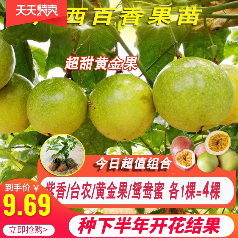 百香果苗当年结果四季爬藤南方果树