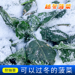 雪里埋菠菜种子种籽耐寒红根秋冬大叶蔬菜种子阳台盆栽小菠菜