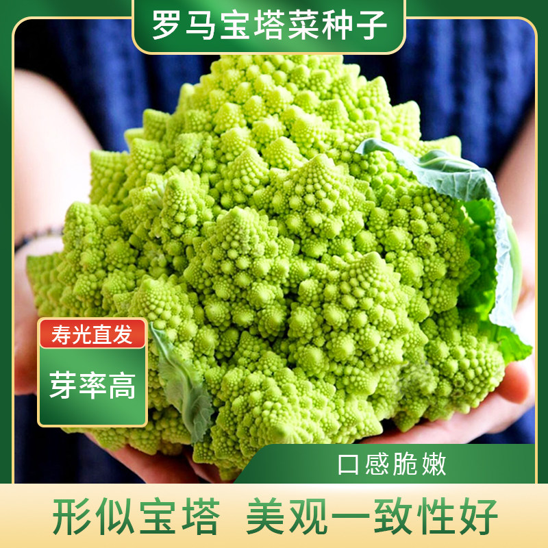 美农汇罗马宝塔花椰菜脆爽种子