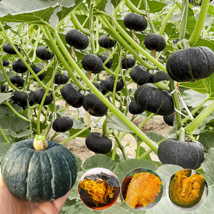 绿贝贝南瓜种子黄贝贝种籽红贝贝南瓜四季阳台盆栽农家蔬菜子