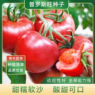 美农汇普罗旺斯大粉番茄种子种籽沙瓤毛粉西红柿四季露地温室栽培