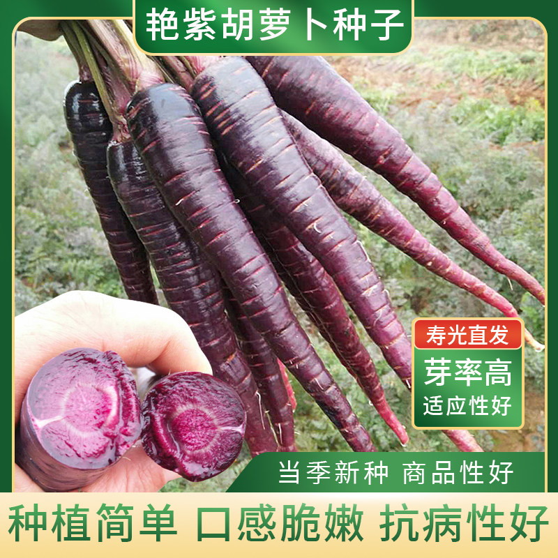 美农汇黑紫色胡萝卜种子高产量艳紫紫太阳紫人参高营养菜园基地用
