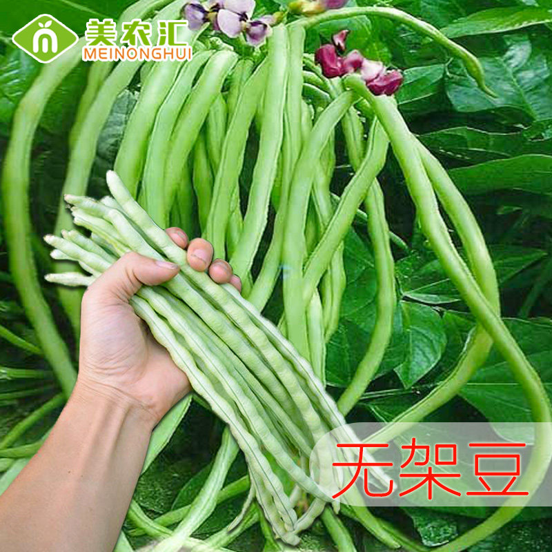 美农汇 地豆种子美国无架豆地豆角 高产春播不搭架大田地芸豆种籽