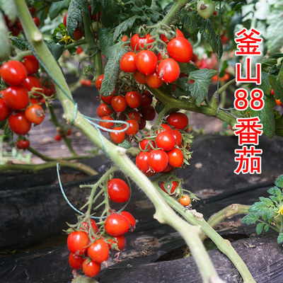 美农汇春季播农家釜山88番茄种子