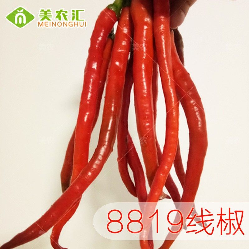 美农汇 线椒线辣椒种子神禾8819四季家庭盆栽小菜园长线椒