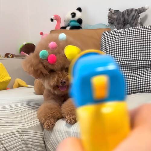 毛绒球发射枪猫咪玩具解