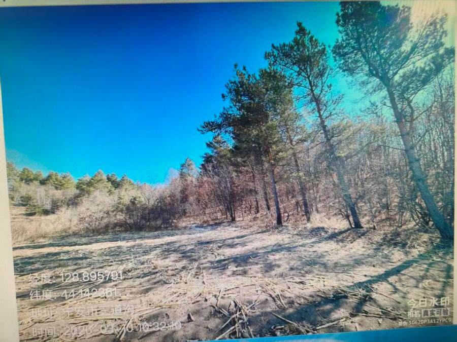 宁安市营城子林场名下林权证号：06-01-03号，285668平方米林地