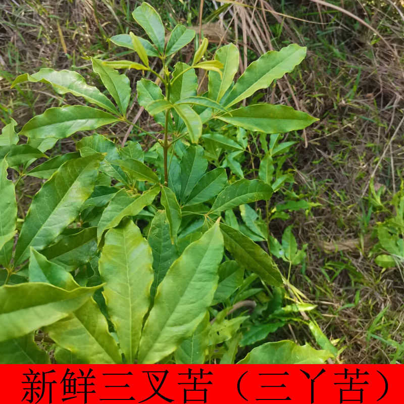 新鲜三叉苦根枝叶三桠苦三丫苦三岔枝叶三丫苦根广东三枝枪鸡骨树 - 实物图
