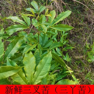 新鲜三叉苦根枝叶三桠苦三丫苦三岔枝叶三丫苦根广东三枝枪鸡骨树