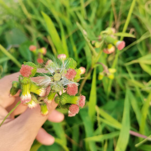新鲜野茼蒿种子中草药野塘蒿野革命菜野菜臭气草种满头飞种全草