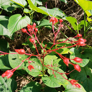 新鲜赪桐贞桐状元红大丹百日红朱桐红荷包花红花倒血莲纯根红顶风