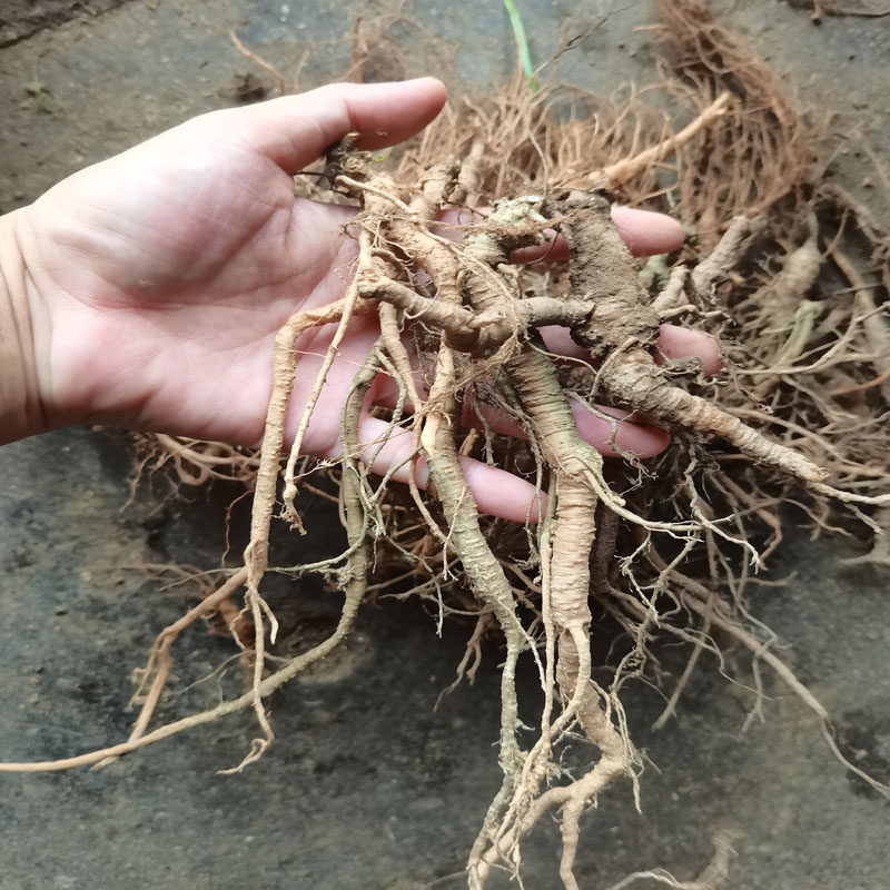新鲜雾水葛根拔脓膏地清散脓见消啜脓膏石茹田薯生肉药粘榔糯米藤