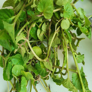 姐妹菜月经不调草药卵叶半边莲中药旱田草山冷草量多量少土方草药