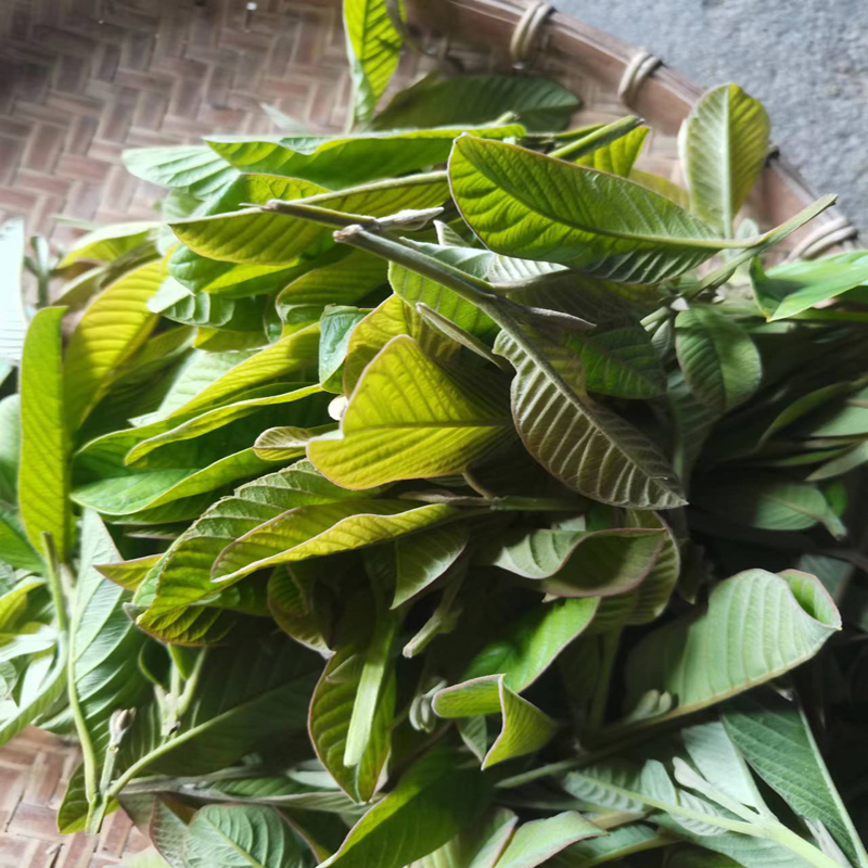 新鲜现摘野生红心番石榴叶嫩枝叶芭乐叶茶番石榴叶子茶无糖养生茶