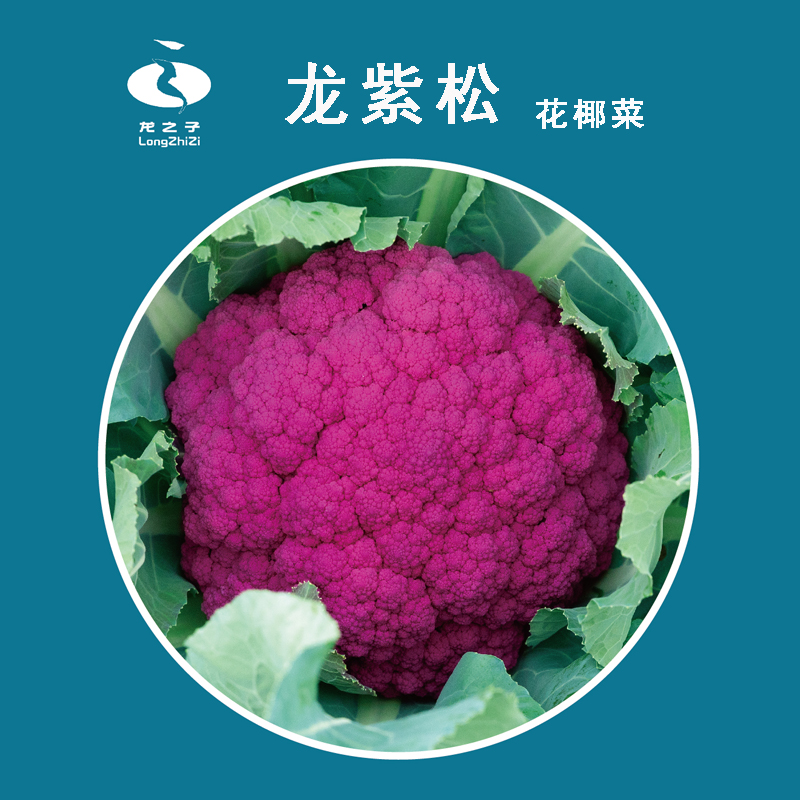 紫花菜含花青素好种免盖花龙之子