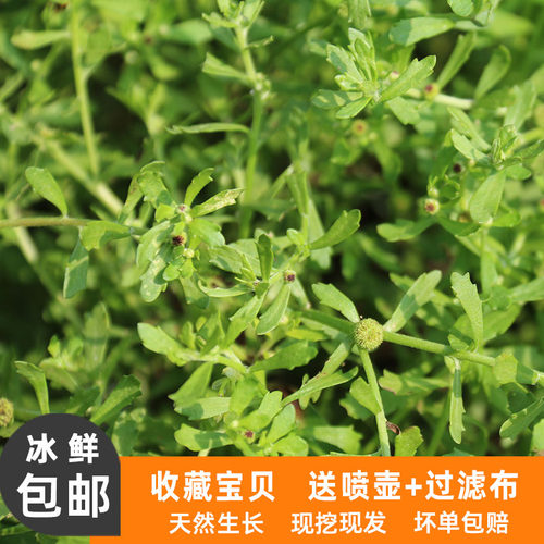 纯天然鹅不食草现挖现发