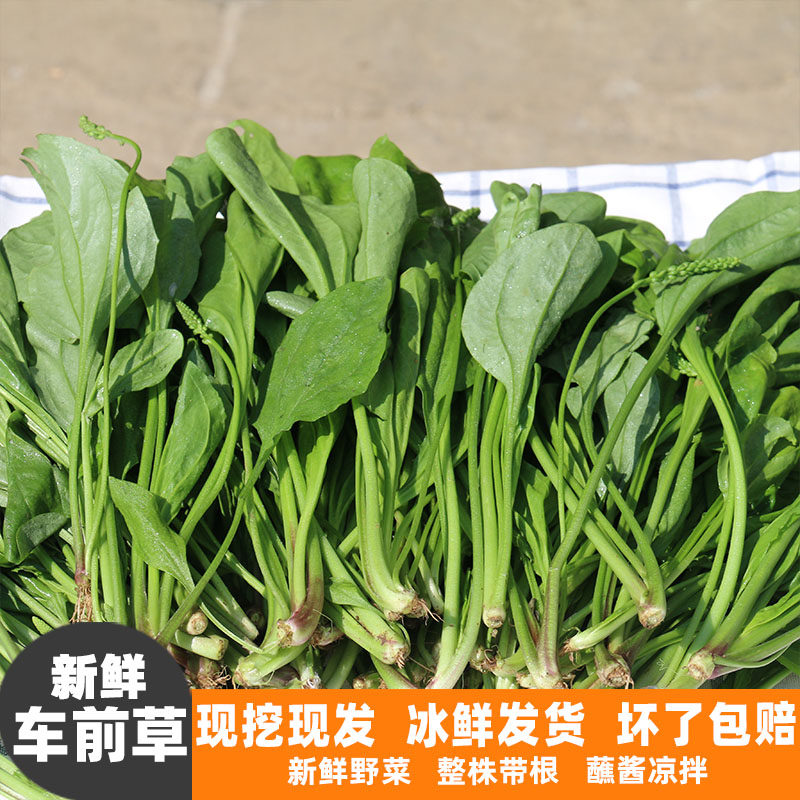正宗新鲜野生车前草现挖现发纯天然车轮草菜嫩叶整颗带根中药材