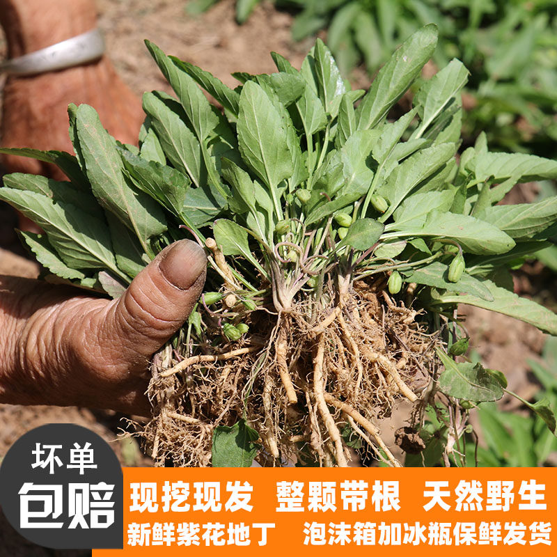 新鲜天然野生紫花地丁现挖带根犁头草农家苦地丁中药材小米饭草药