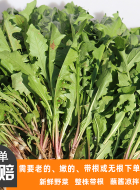 新鲜现挖蒲公英食用野生带根纯山野菜天然蘸酱菜婆婆丁苗药用嫩叶