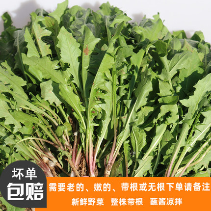 新鲜现挖蒲公英食用野生带根纯山野菜天然蘸酱菜婆婆丁苗药用嫩叶