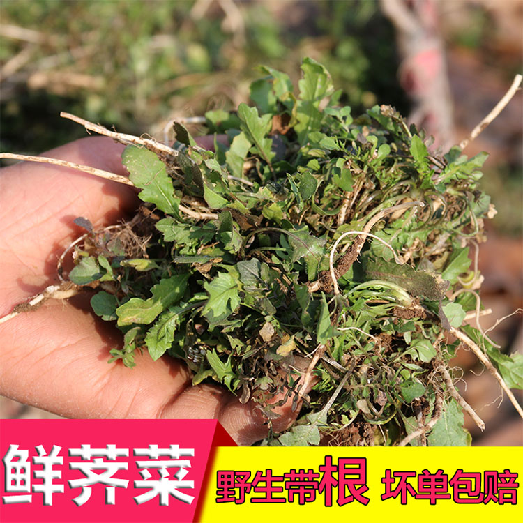 正宗野生霜打花叶带根荠菜