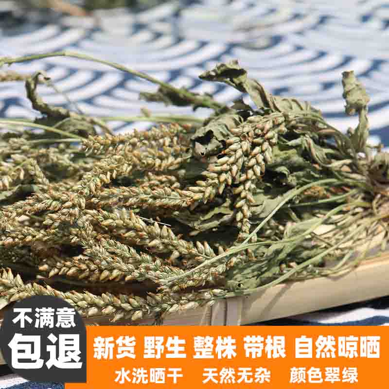 新鲜野生晒干的车前草中药材整颗带根车轮草泡茶 干货无杂质不硫 传统滋补营养品 其他药食同源食品 原图主图