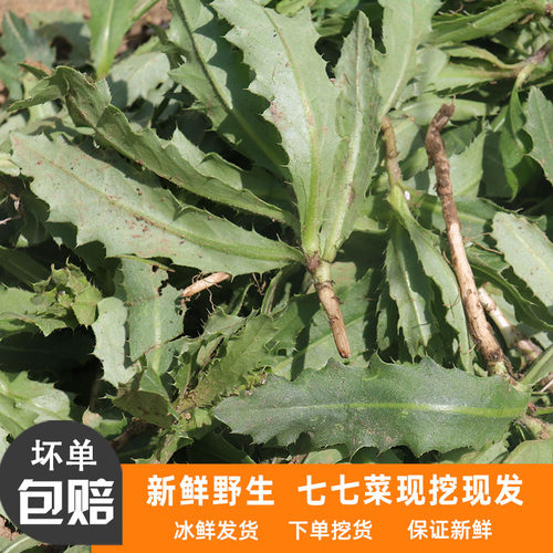 新鲜七七菜现挖现发天然带根晒干