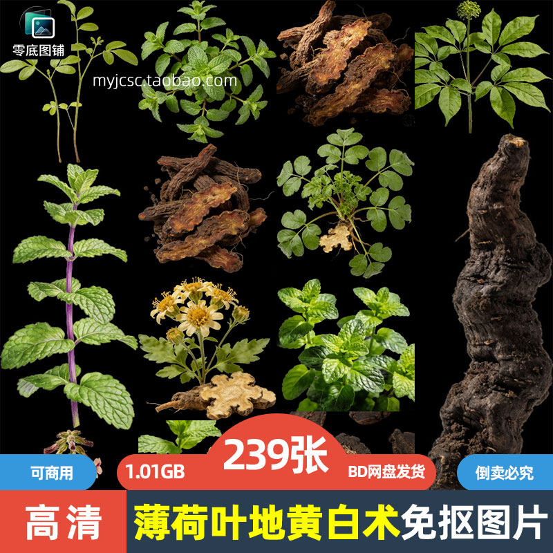 高清薄荷叶地黄白术药材中药草药植物海报设计可商用免抠图片素材