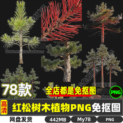 高清红松海松果松韩松红果松朝鲜松裸子植物免抠图片海报商用素材