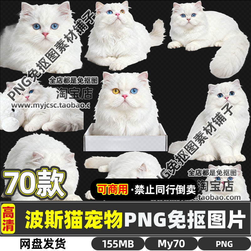 高清可商用波斯猫宠物可爱猫咪动物PNG透明免抠图片海报设计素材