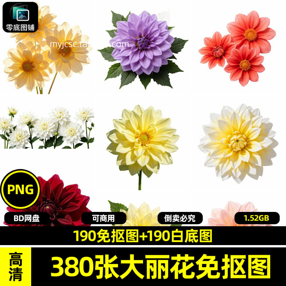 高清大丽花外卖平台鲜花白底图商用透明免抠图片喷绘海报设计素材图片