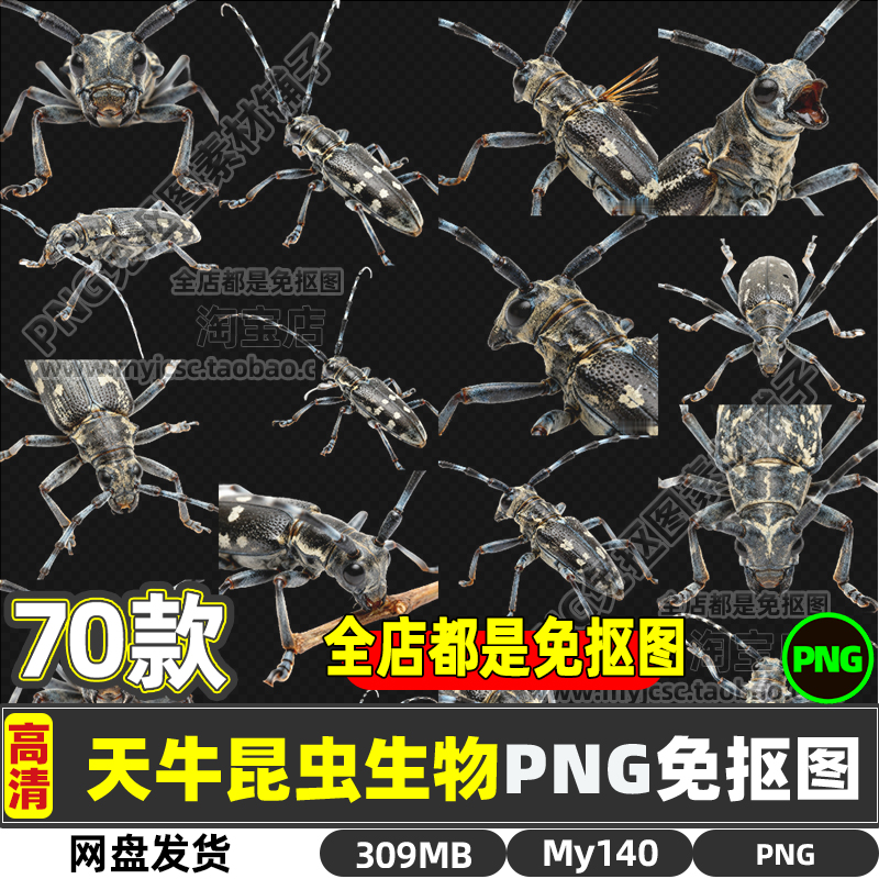 高清天牛昆虫动物生物PNG透明免抠图片海报设计素材可商用文件包