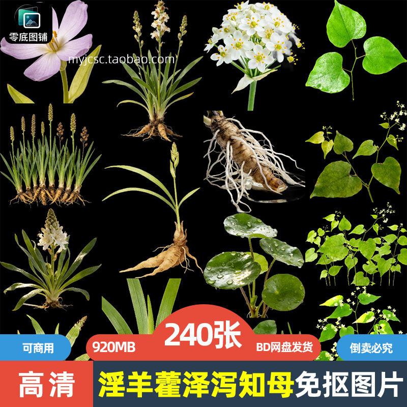 高清淫羊藿泽泻知母药材中药草药植物海报设计可商用免抠图片素材