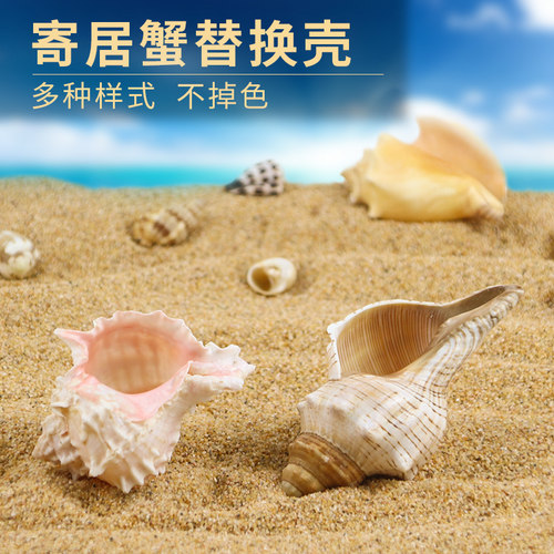 中小型天然海螺卷贝鱼装饰寄居蟹