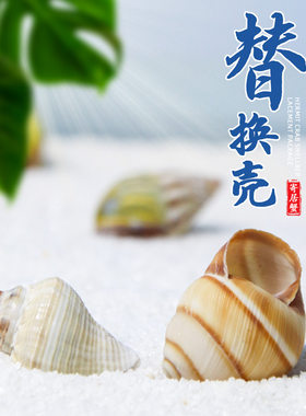 寄居蟹替换壳天然海螺贝壳造景