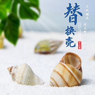 寄居蟹替换壳天然贝壳海螺海星饲养箱造景手工diy打孔漂流瓶装饰