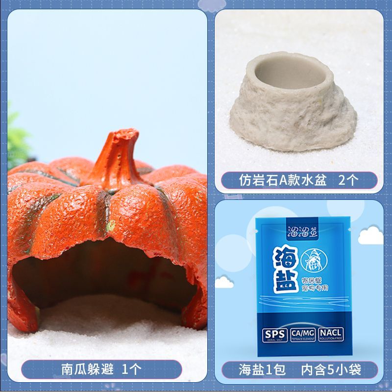 大南瓜寄居蟹躲避屋森林珊瑚图片