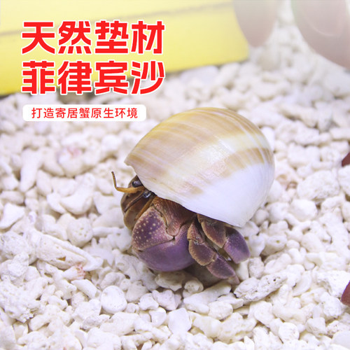 天然鱼缸底砂贝壳砂三湖砂海沙