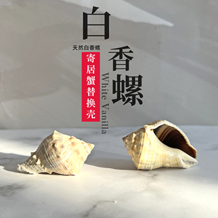 天然海螺贝壳白香黑香螺标本寄居蟹替换壳鱼缸装饰品造景摆件diy
