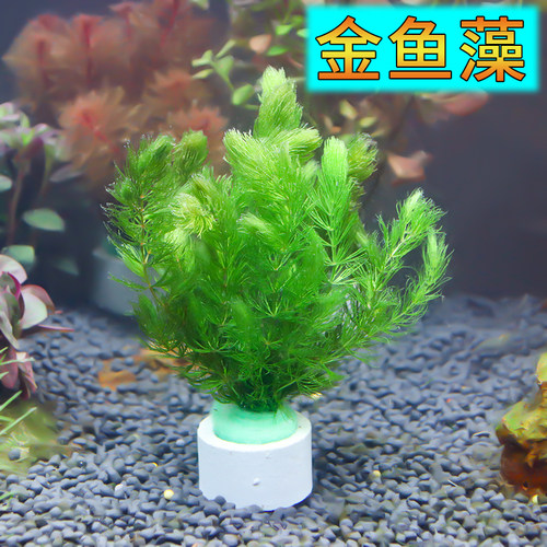 水草金鱼藻素材模板 水草金鱼藻图片下载 小麦优选