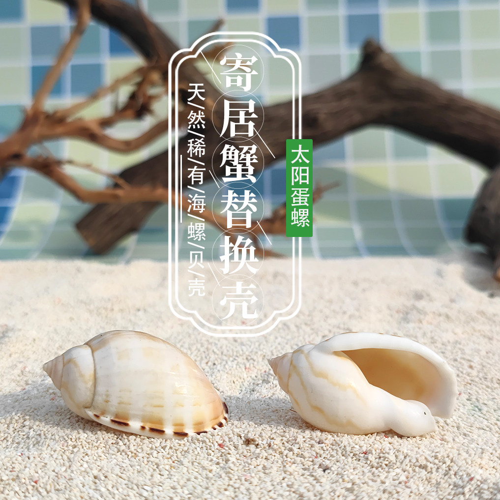 海螺贝壳太阳蛋螺寄居蟹替换壳