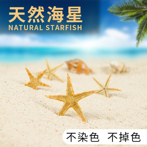 补钙小海星工艺品饲养创意珊瑚石