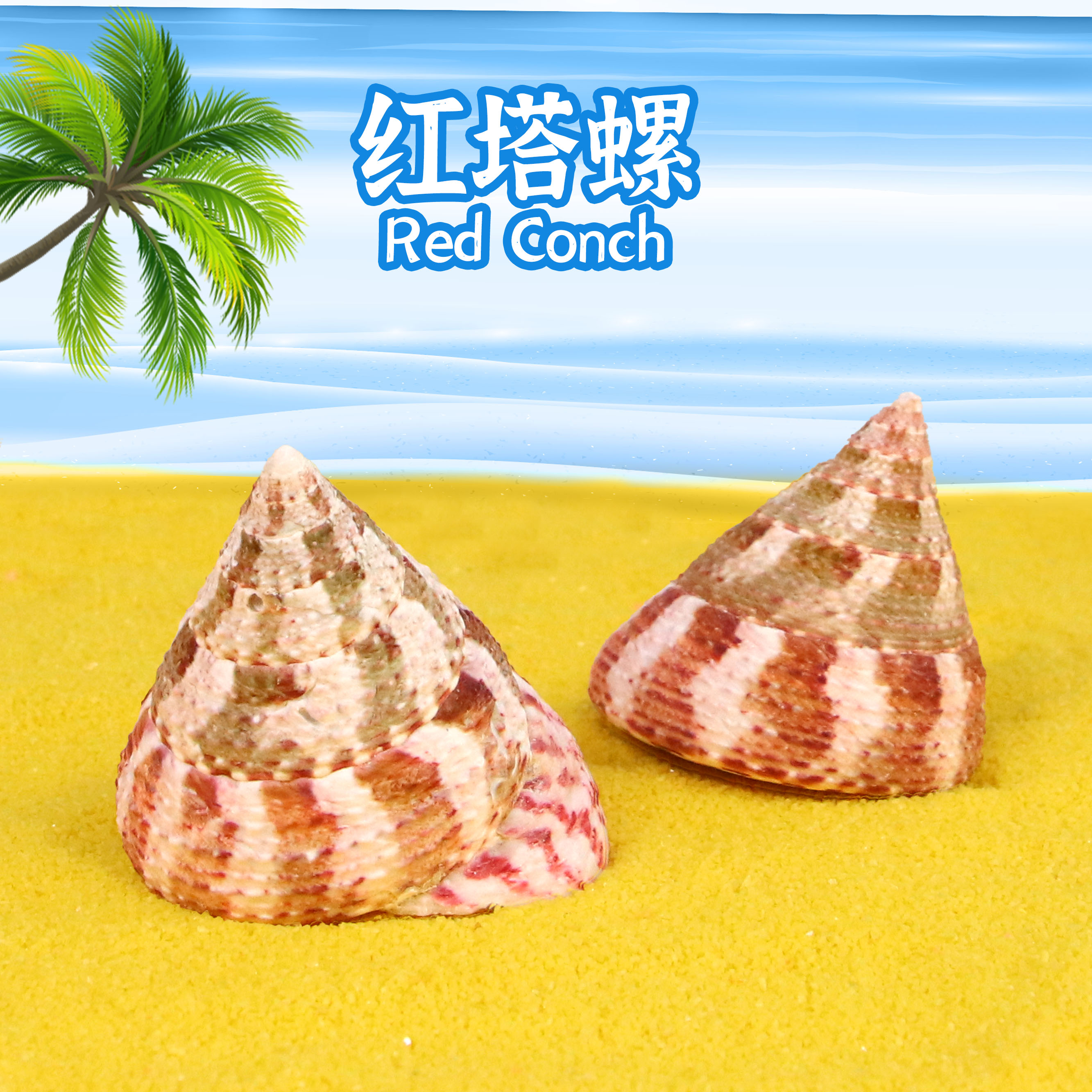 红塔螺宝塔寄居蟹替换壳天然海螺