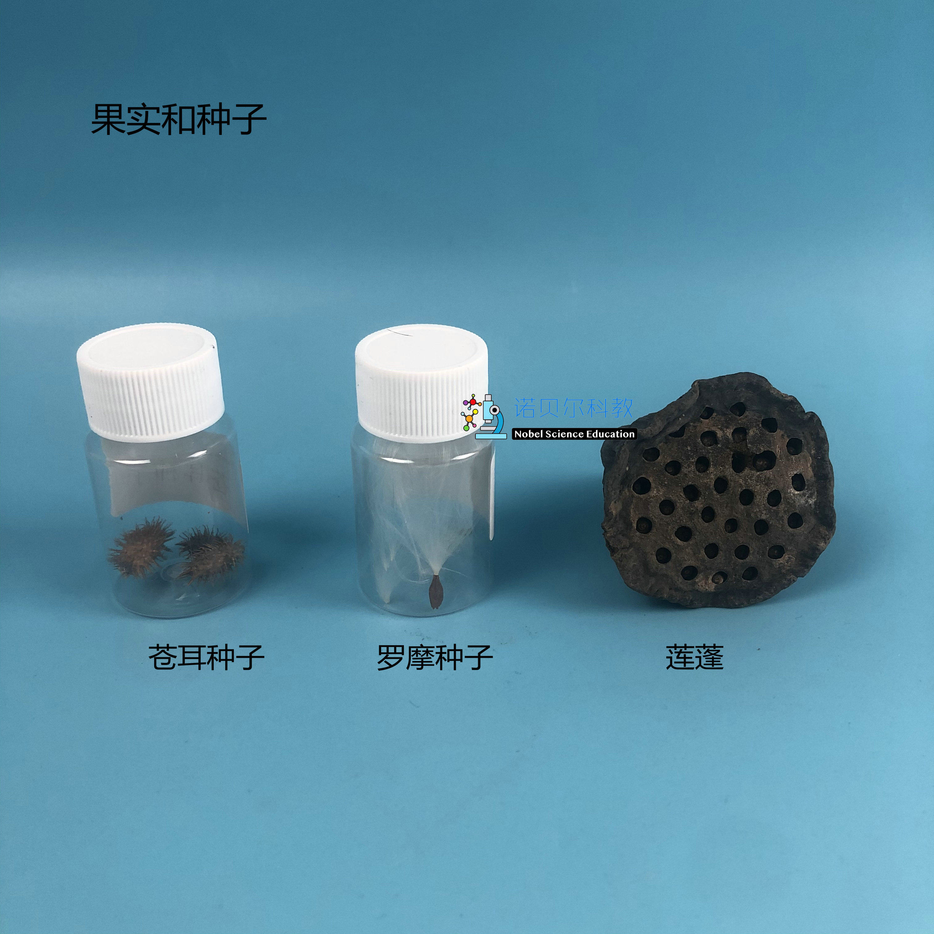种子和果实诺贝尔科教小学科学实验器材罗摩种子苍耳鬼针草莲蓬