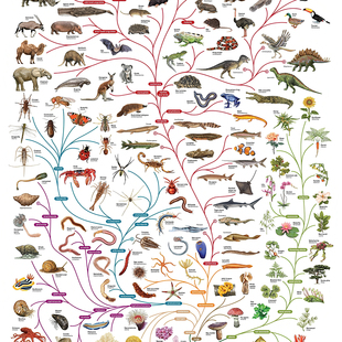 生命之树装饰画物种起源达尔文进化论海报动植物教育英文科普海报